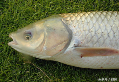 军鱼和草鱼的区别,军鱼可以和草鱼混养吗